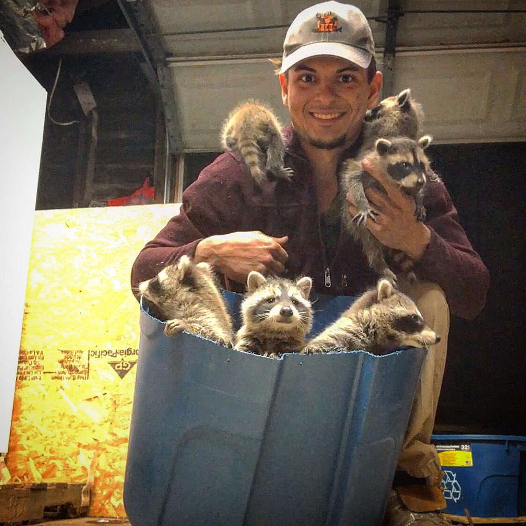 nimicreek's tweet photo. Just a couple of hell raisers #trashpanda #ADCwildliferemoval #ADCwildlife #nuisance #thelasttrapper #problemanimals #nuisancecontrol #nimicreek #follow #followtrain #followforfollow #follow4follow #like4like #likeforlike #likeback #turtle #wildliferemoval https://t.co/f6kDbkHRWz