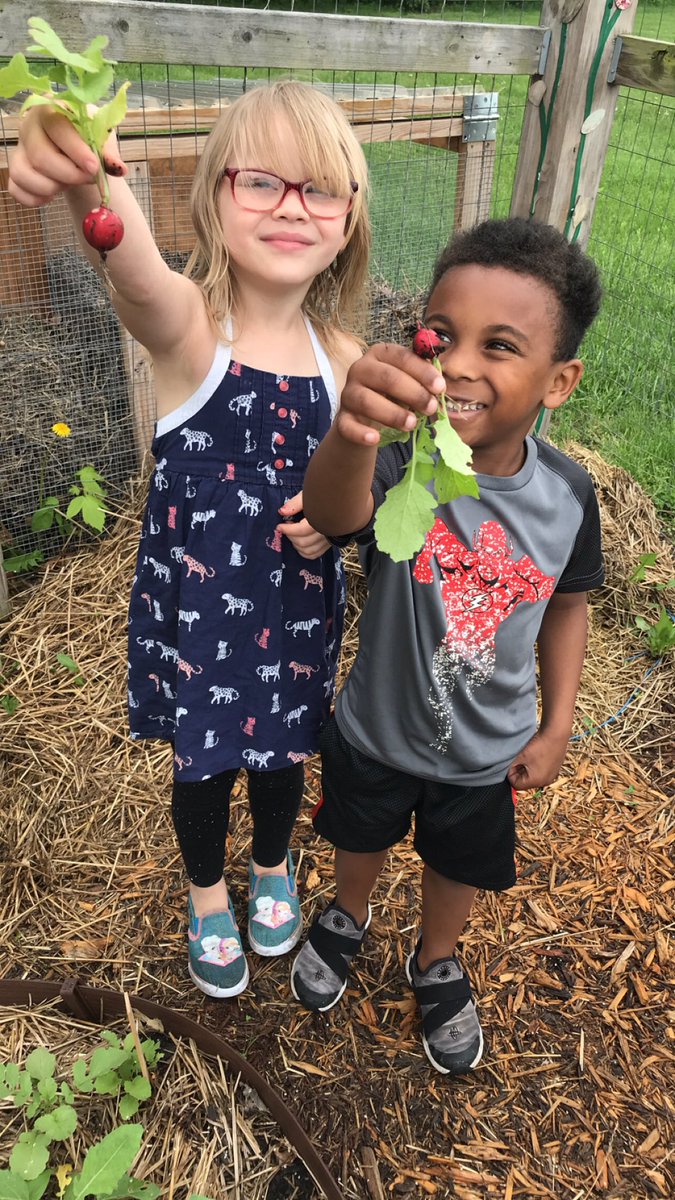 Today we went to our garden and noticed our radishes were ready to be picked. We each got to take one and then some tried one. So fun seeing all there faces and reactions. <a href="/RBEoutdoorclass/">RBEOutdoorClassroom</a>