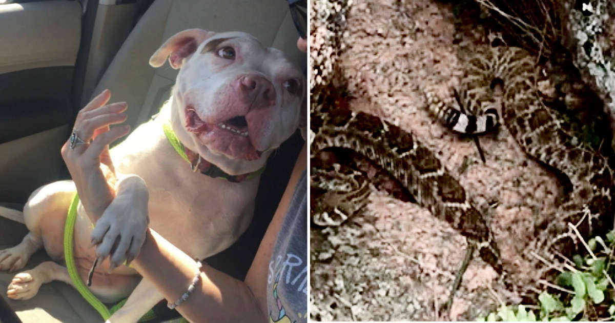 Fostering always saves lives. It just so happens that in this case, it was the human's life that was saved! See how brave Nellie saved her #foster mom during a hike: thedo.do/2Vb3Age. And if you're looking for a #hero to #adopt, Nellie is your girl! ^ND