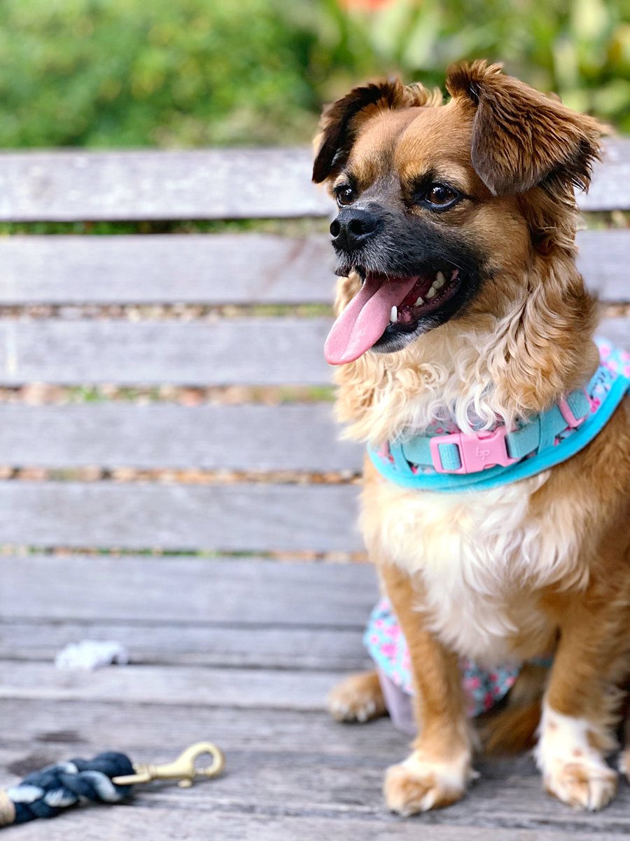 BarkCations's tweet photo. We are so excited that Savannah is so dog friendly! We will be back with paws up! 🐾 #ad #GoRving #Rving #Savannah #Dogsoftwitter #TravelDogs #Barkcations https://t.co/knELzXSts3