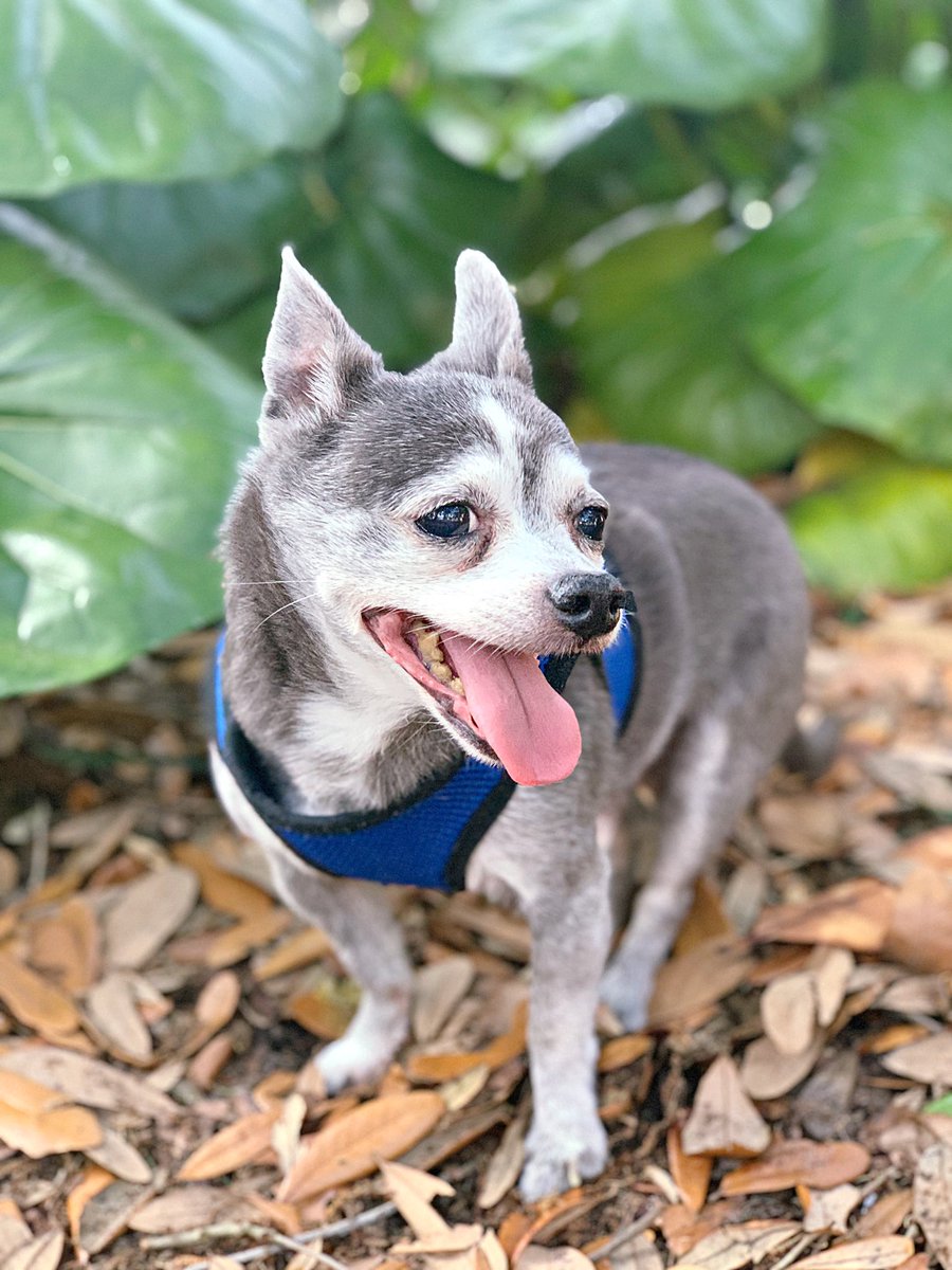 BarkCations's tweet photo. We are so excited that Savannah is so dog friendly! We will be back with paws up! 🐾 #ad #GoRving #Rving #Savannah #Dogsoftwitter #TravelDogs #Barkcations https://t.co/knELzXSts3