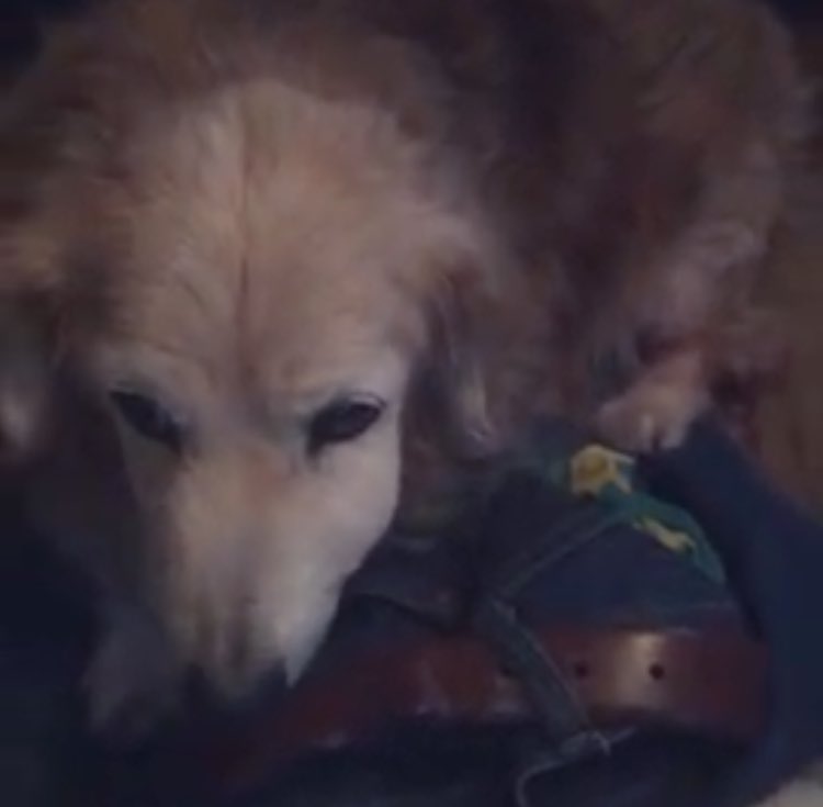 abarkingdaphne's tweet photo. Brofur Maxwell is taking a turn for the worse. Please keep him in your thoughts. #aworrieddaphne https://t.co/M5b59lwAYQ