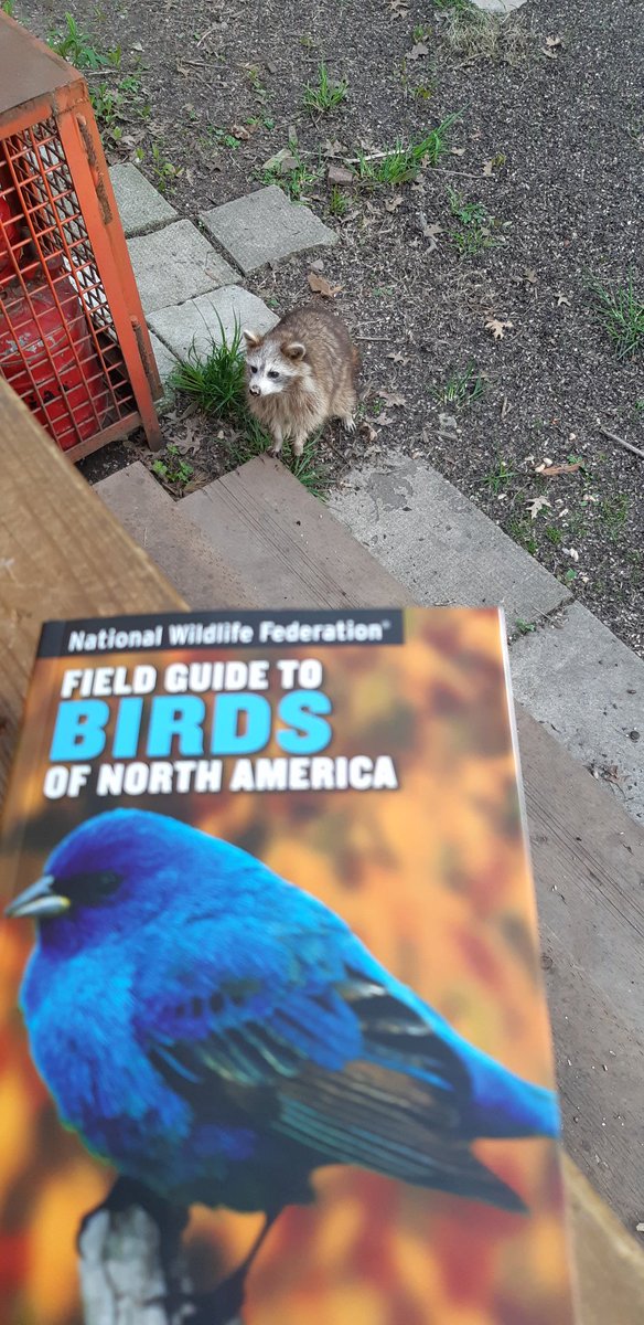 laurenwritess's tweet photo. I'm having trouble identifying this bird 🤔 https://t.co/vcP72NtWpV