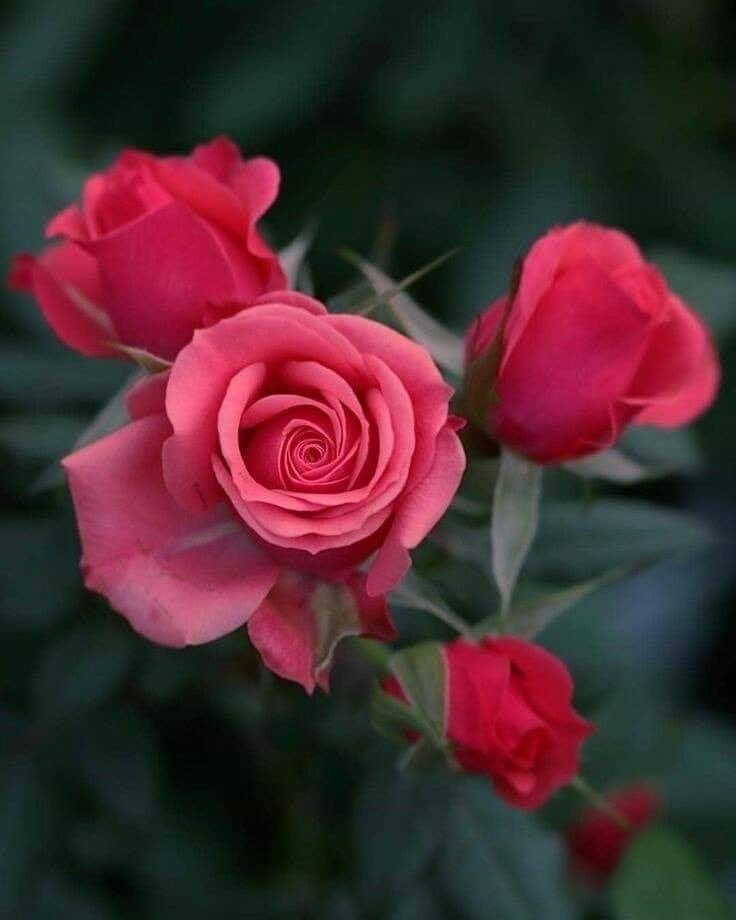 M On Twitter Feliz Noche Amiga Https T Co Ezhhzrhoot