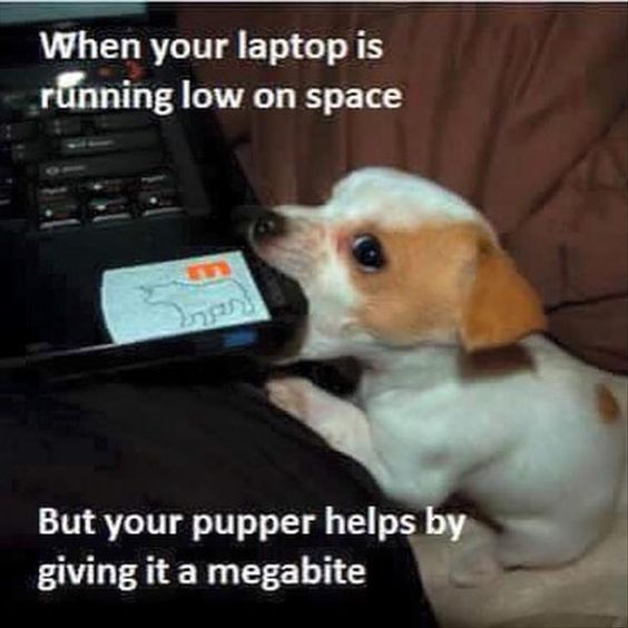 Equaide's tweet image. 😂😂
#Canine #Puppy #Healing