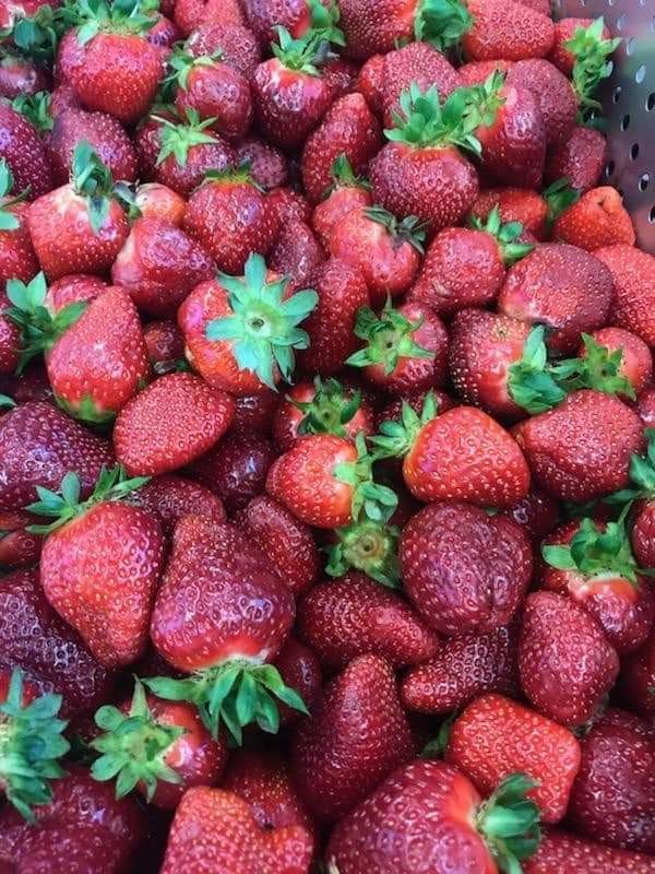 WCDE_NUTRITION's tweet photo. Students all over @WCDE_TN 🥰LOVED🥰 munching on the sweet treat from Scott's Strawberries! A tasty &amp; healthy way to support our local farms.🍓🥰 #farmtotable
Tomorrow's #lunch is CYCLE 15: chicken &amp; waffles or Philly chicken &amp; cheese sandwich.
Y'all come see what's cookin'! 😋 https://t.co/EMiPkKdRCI