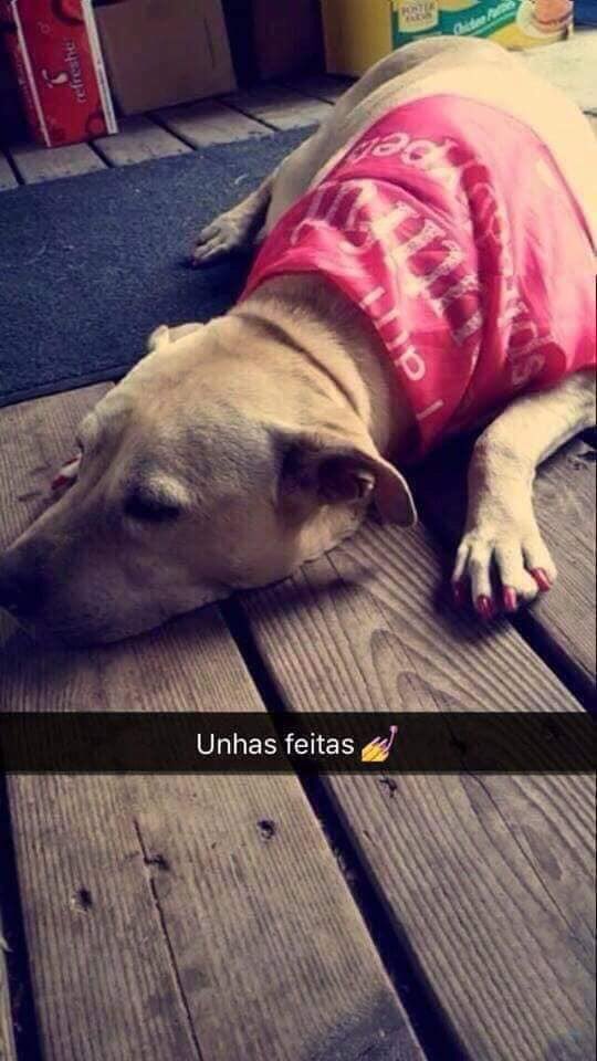 Охотничья собака с квадратной мордой. My dog died lets go. Your dog is die. Грустный пес. Updog dying breath.