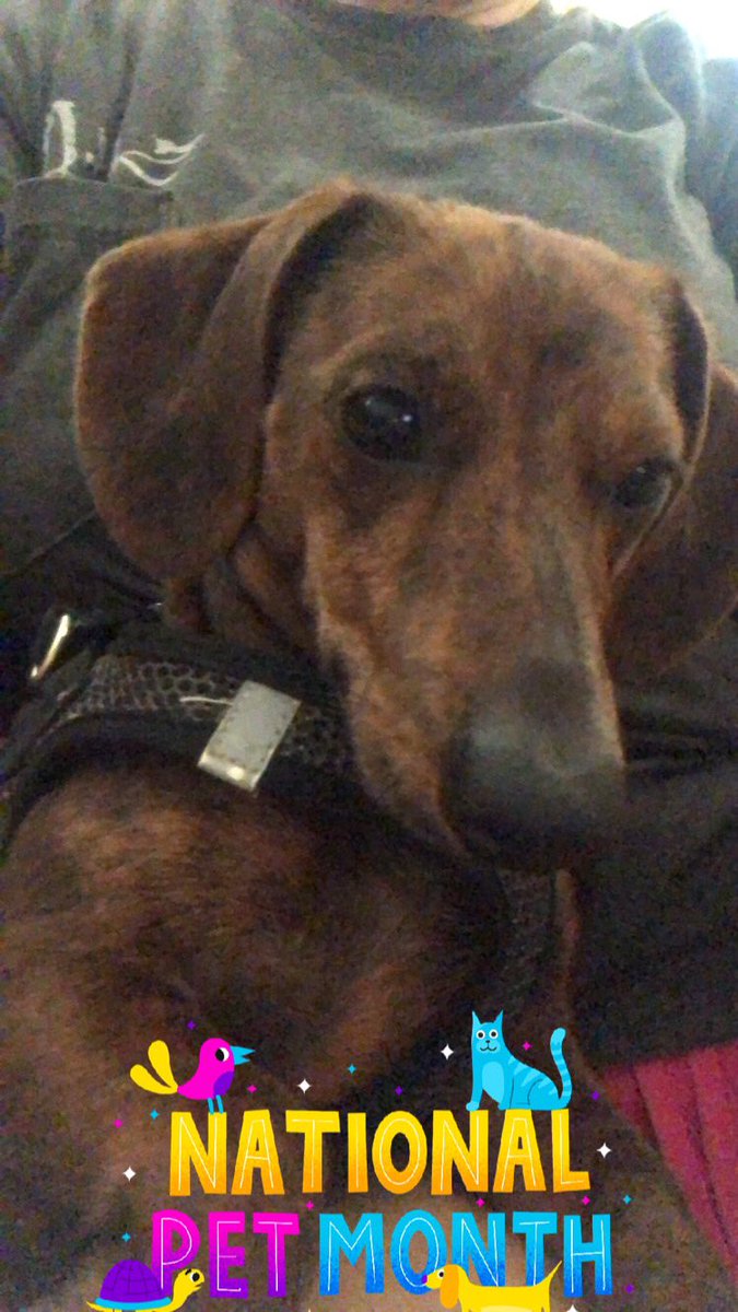 #nationalpetmonth #dachshund #dapple #mini #toocute #Knoxville