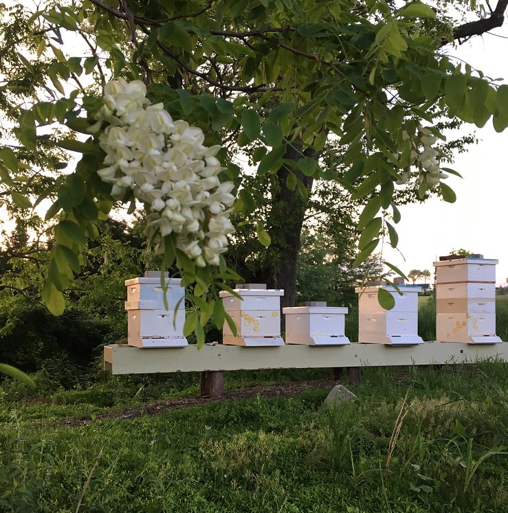 BannerBees's tweet photo. Liquid Golden Hour #apiariesatsunset #springtime #nectarflow #mocoagreserve https://t.co/tDufoE5buh