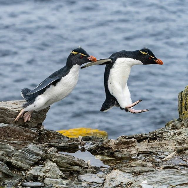 Health_Lab_Live's tweet image. [TRIBE] “Action cures fear, inaction creates terror.” —Douglas Horton 🐧
.................................................................................
. 
At the Isla de los Estados preserve in Argentina, rock hopper penguins earn their name. These… bit.ly/2PTo3Ac