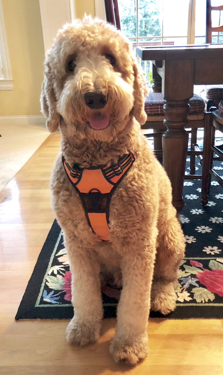 Jesse Watters on Twitter: "Follow my mini poodle @rookiewatters on