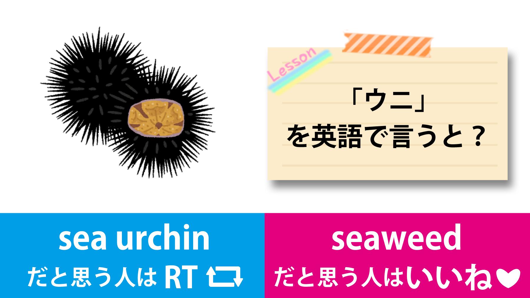 Toeic Twitterren 英語クイズ お寿司の中だとウニが好きです この ウニ を英語で言うと Sea Urchin だと思う人はrt Seaweed だと思う人はいいね 答えは明日発表 Toeic T Co Lhlhhpal8u Twitter