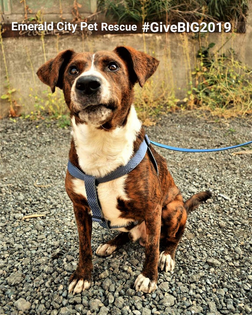 emeraldcitypet's tweet photo. GiveBIG now: https://t.co/BcZK0s8jdR  #GiveBig #GiveBIGWA #GiveBIG2019 Emerald City Pet Rescue exists to save lives. Your donation can help save dogs, cats, critters in need. Please donate today! https://t.co/jBJL6n3uwb