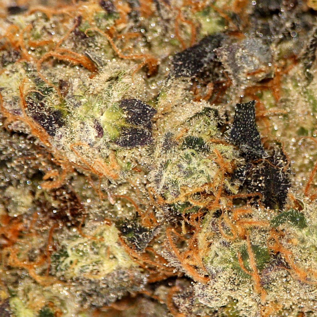 JJmedscannbis's tweet photo. QUAD STRAIN 🚨 Wedding Cake/Girl Scout Cookies! 🤯 This Indica blend is dropping tomorrow so hold on to your butts!! #indica #thc #canadiancannabis #trichomeslikediamonds #trichomesfordays #nicebuds #mmj #mindblowingquad #quadstraincannabis #aaaa #dank #stickybuds #orangehair https://t.co/mRPD8U8xDq