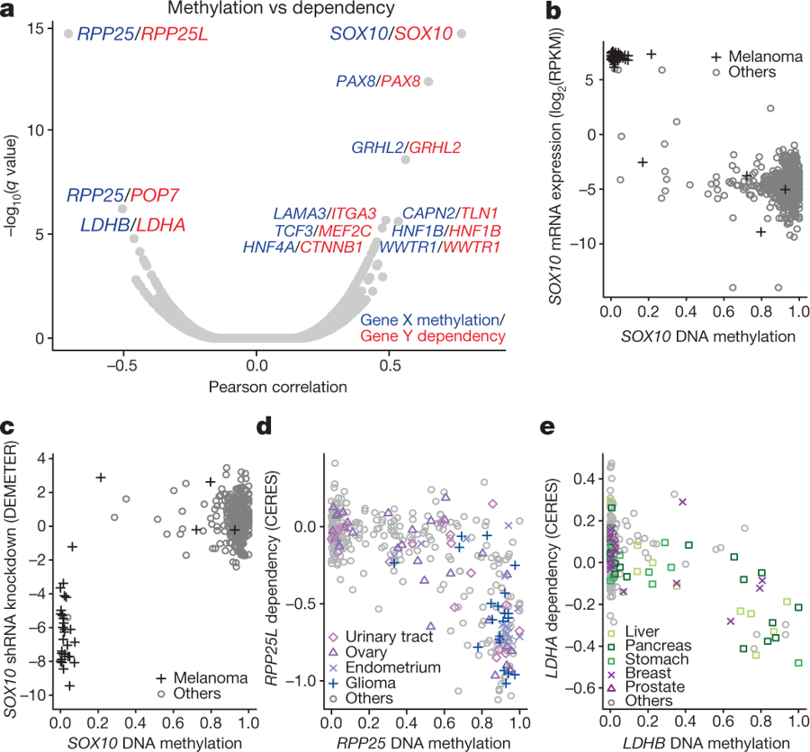 mmw_lmw's tweet photo. #Cancer_Cell Line Encyclopedia | Next-generation characterization | DNA methylation and cancer dependence | William Sellers @NovartisScience @nature https://t.co/BTiEj9uS08 https://t.co/YrBjBTs7eA