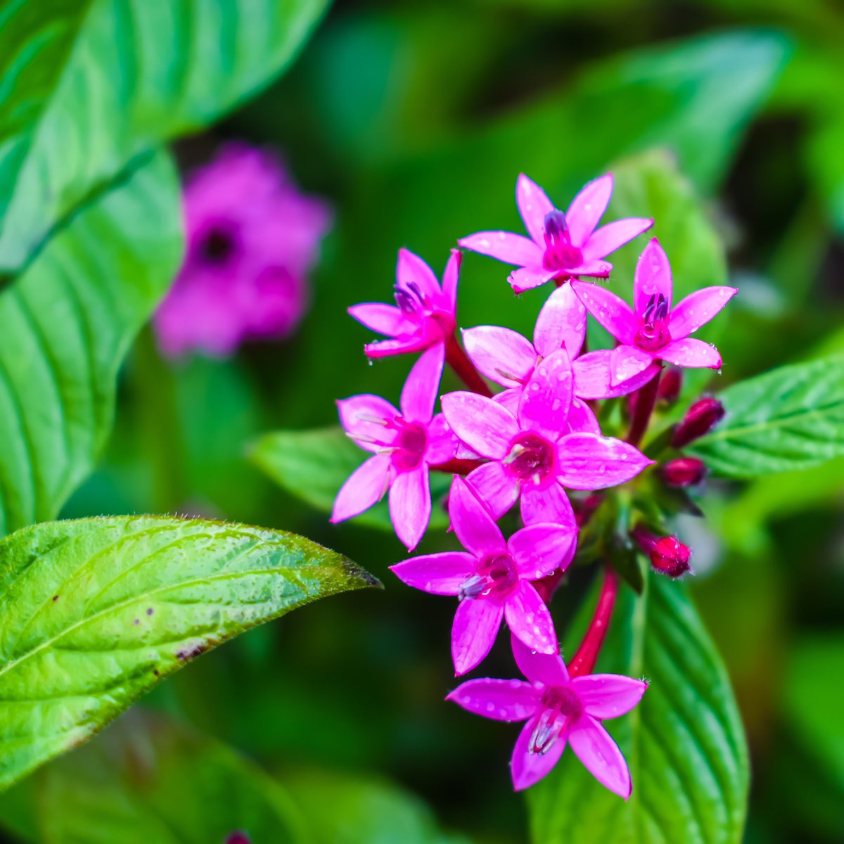 arachchistyle's tweet photo. Flowers… are a proud assertion that a ray of beauty out values all the utilities in the world.
~Ralph Waldo Emerson~
•
Follow us on Twitter 👉🏻 @arachchistyle
•
#flowers #blossoms #malenybotanicgardens #queensland #australia #nature #naturelovers #flowerphotography #travel https://t.co/MfmTfFntlY