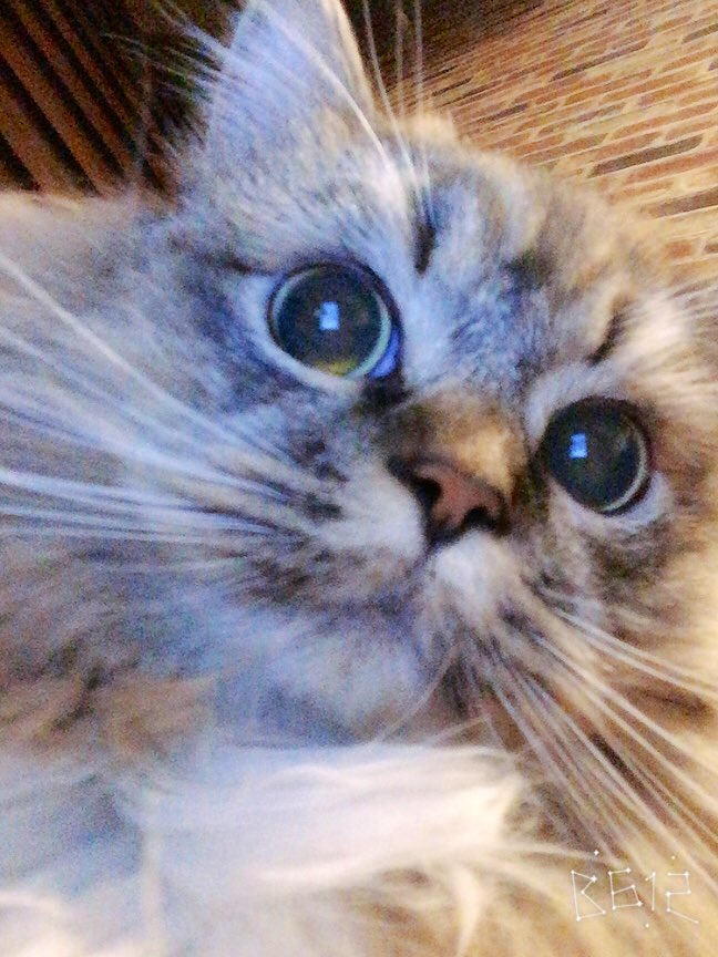 neginyan0717's tweet photo. おめめくりくり(ˊo̴̶̷̤ ̫ o̴̶̷̤ˋ)

 #ラガマフィン #猫のいる生活
 #猫好きさんと繋がりたい https://t.co/6Led8kvb3f