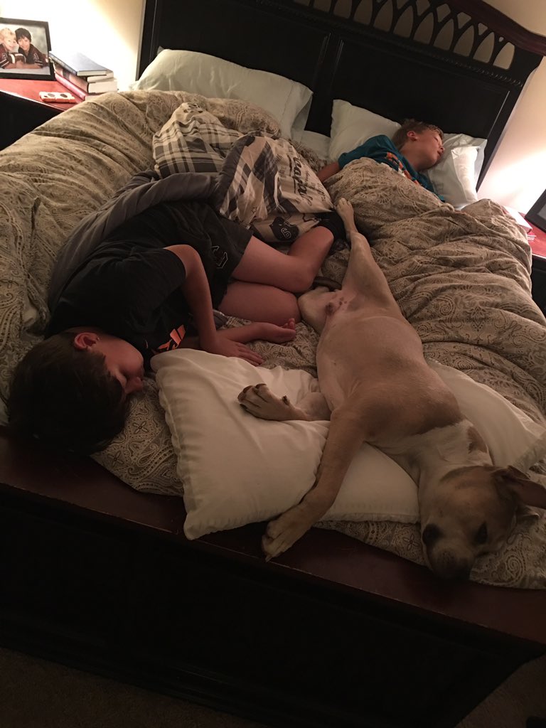 ham_graham's tweet photo. @cracklikethe80s Nah that is my 75lbs American bully, he just turned 2. I’m not getting rid of him but he does irritate the shit out of me https://t.co/ddTOJorozF