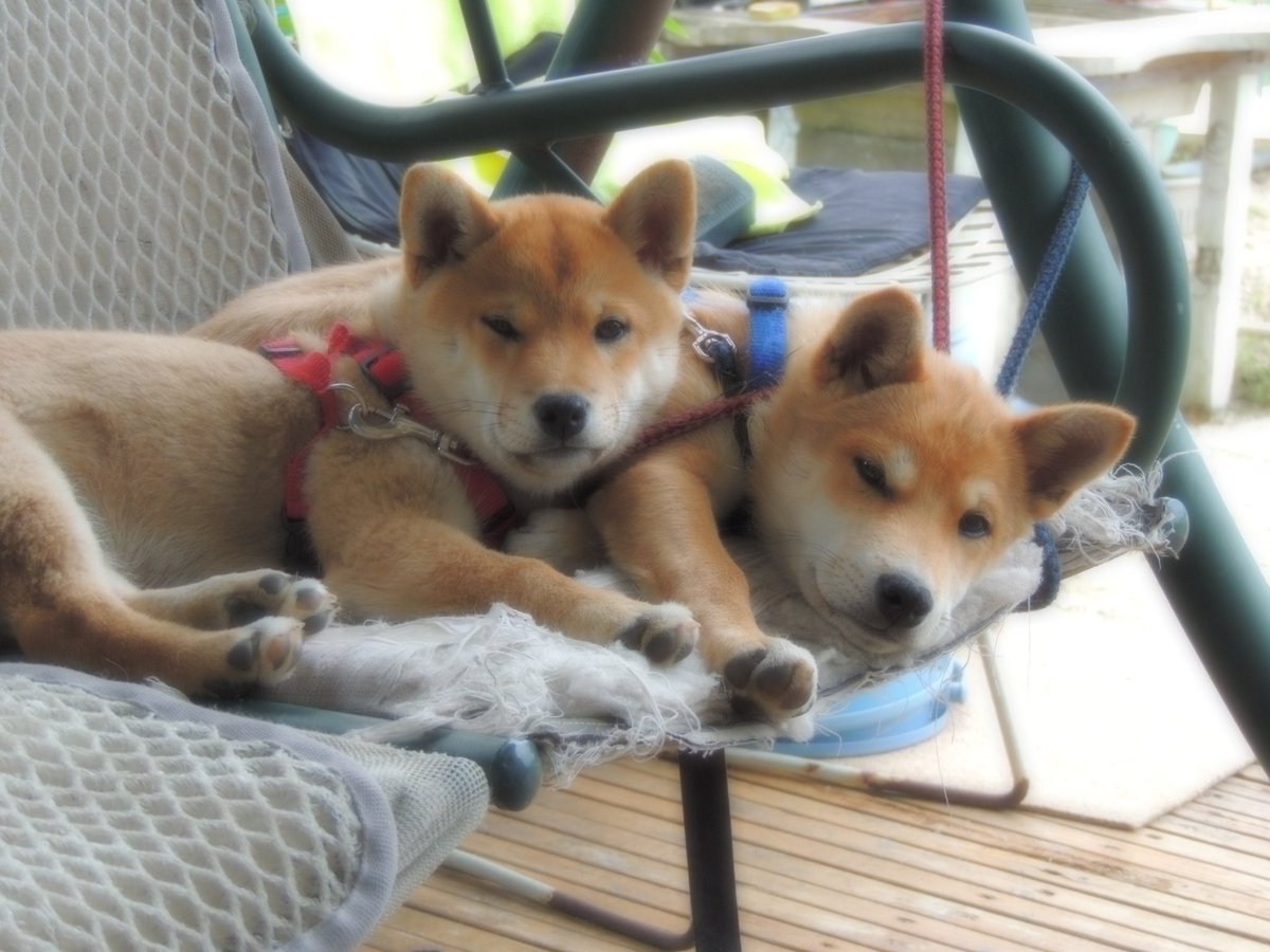 gontaxi(株)🌲🌽 tweet media