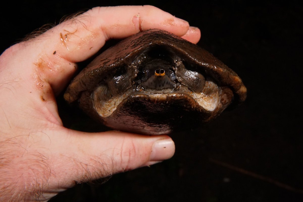 Donald McKnight tweet media