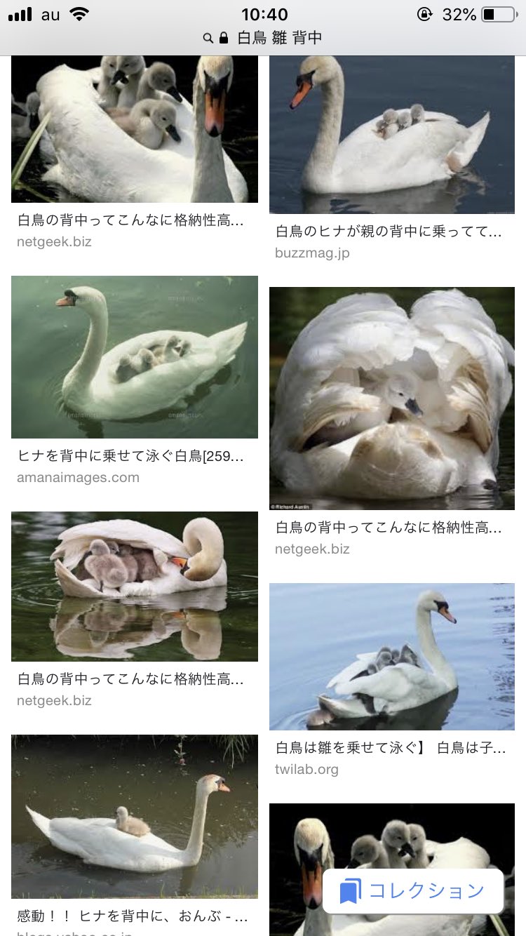 あろう 水鳥ヒナ背中でも特にオススメなのが 白鳥 ヒナ 背中 かわいい T Co Gxj9ayqviy Twitter