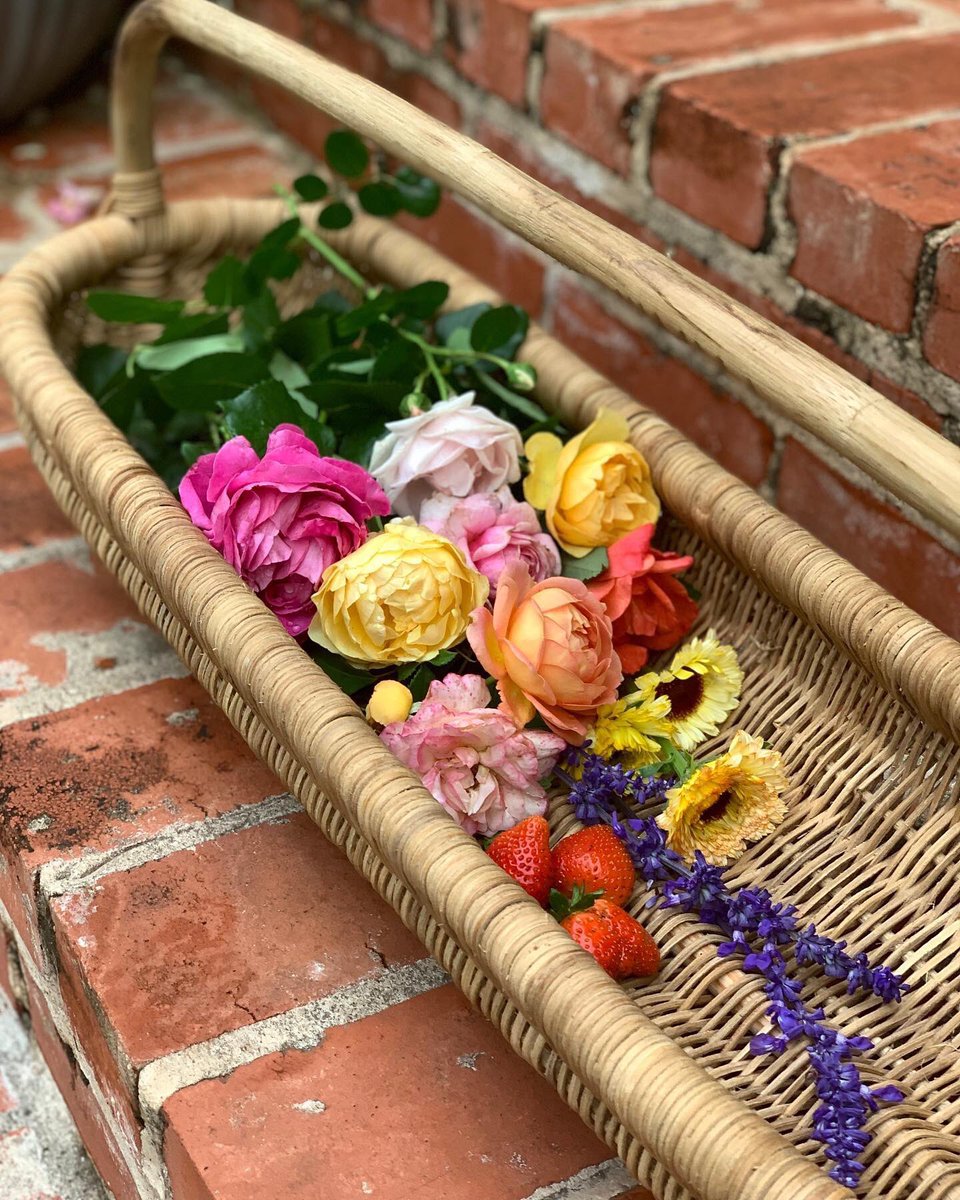 joannagaines's tweet photo. Emmie picked some pretty ones tonight 🧡 #wearethegardeners https://t.co/Z630n1fZFK
