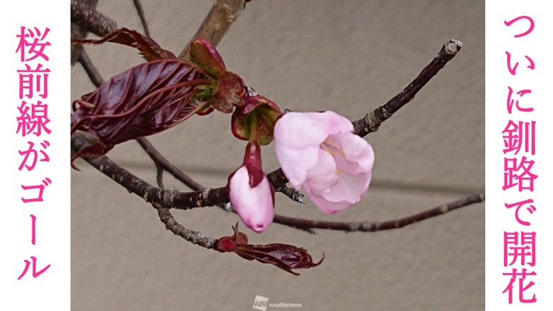 桜前線がゴール 釧路で日本一遅く咲く