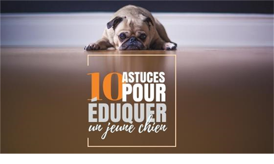 10 astuces pour éduquer un jeune chien francesurf.net/news/10-astuce…