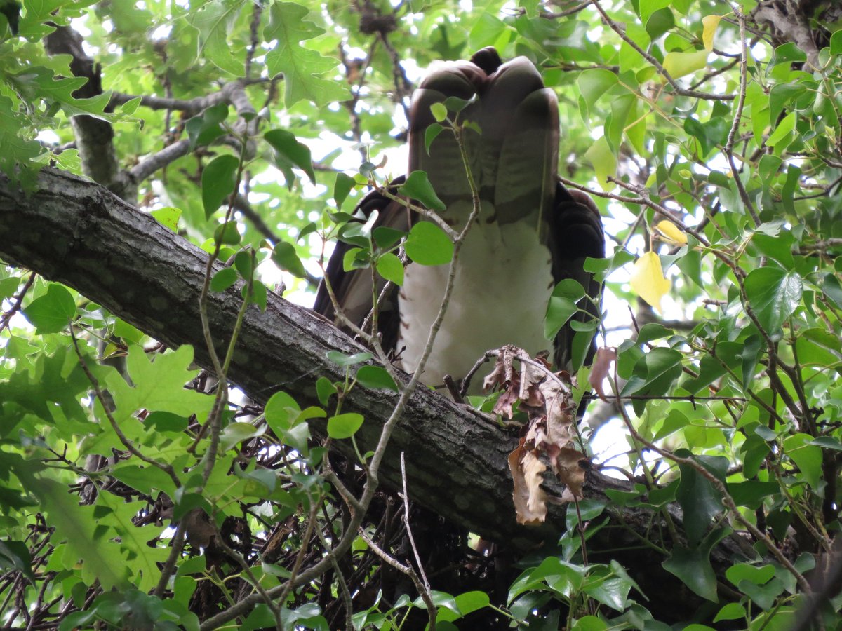 Honey Buzzard building the nest central Italy #ornithology #birds #Raptors #birdsofprey