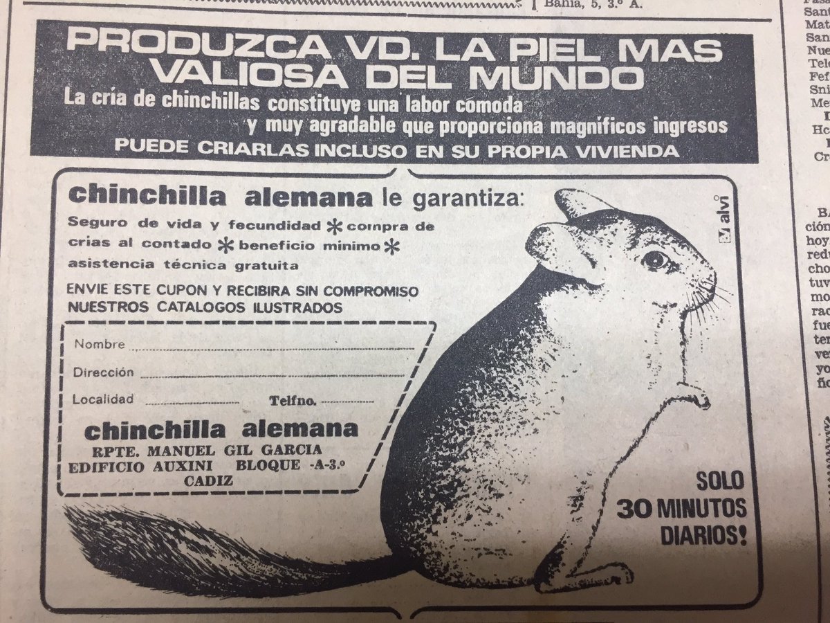 BMCadiz's tweet photo. 📚#TalDiaComoHoy nuestro #prodigioso1969 nos animaba a criar #chinchillas en nuestro propio hogar
#QuéCosas https://t.co/fJdTW2aYRI