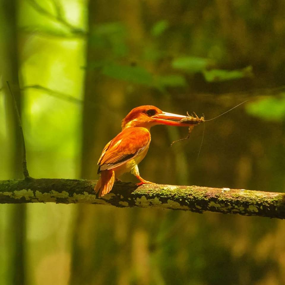 Ecolodges_ID's tweet photo. Rufous - backed Dwarf - Kingfisher // Ceyx rufidorsa
.
Udang Punggung Merah
.
.
Taman Nasional Way Kambas
.
.
by ; Hari yono
#nikonid
#birdphotography
#birds
#birdsofwaykambas
#ecolodgesindonesia
#ecosafariindonesia
#satwasumatraelephantecolodge
#balaitamannasionalwaykambas https://t.co/6cmdpdPUVn