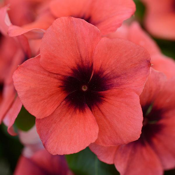 janjohnsen23's tweet photo. New Annual Vinca for 2019 -Tattoo series! here is Papaya and Black Cherry #annualvinca  #newflowers #bestflowersforsun  @Tampaag #annuals @lam5991 https://t.co/tYiaHK0YKT https://t.co/2Aoh8yuuCs