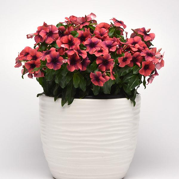 janjohnsen23's tweet photo. New Annual Vinca for 2019 -Tattoo series! here is Papaya and Black Cherry #annualvinca  #newflowers #bestflowersforsun  @Tampaag #annuals @lam5991 https://t.co/tYiaHK0YKT https://t.co/2Aoh8yuuCs