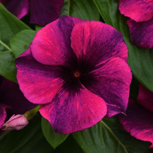 janjohnsen23's tweet photo. New Annual Vinca for 2019 -Tattoo series! here is Papaya and Black Cherry #annualvinca  #newflowers #bestflowersforsun  @Tampaag #annuals @lam5991 https://t.co/tYiaHK0YKT https://t.co/2Aoh8yuuCs