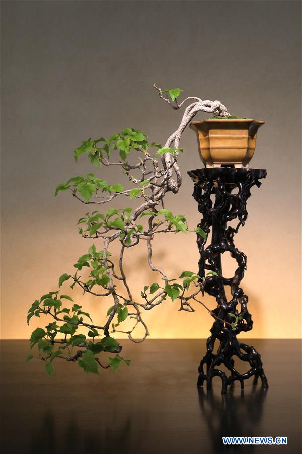 Imagine yourself as a little bug standing under enormous tress when