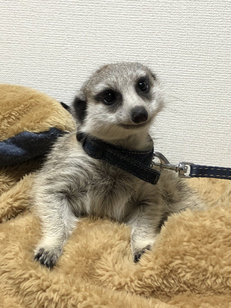 Ball Soul tweet media