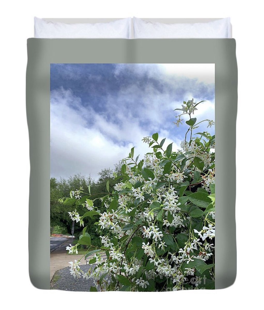 Reaching For The Light - Photography Felipe Adan Lerma https://fineartamerica.com/featured/reaching-for-the-light-felipe-adan-lerma.html

- some images just lend themselves to a variety of gift choices better than others, and that’s certainly true of “Reaching For the Light” :)

#floralpatterns #floralgifts 