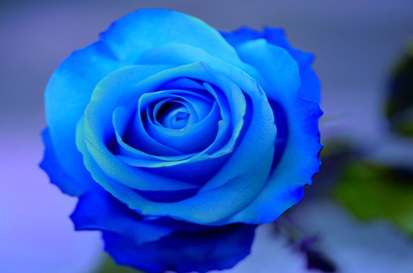 ばんちょ 青薔薇の花言葉 不可能 夢かなうへ 青い花は多くあれど 薔薇だけは青色が存在せず 昔は不可能というマイナスイメージだった 日本の研究者の努力により 青薔薇が誕生した事で 夢かなうという花言葉が付けられた 青薔薇の剣 ちゃんと意味が