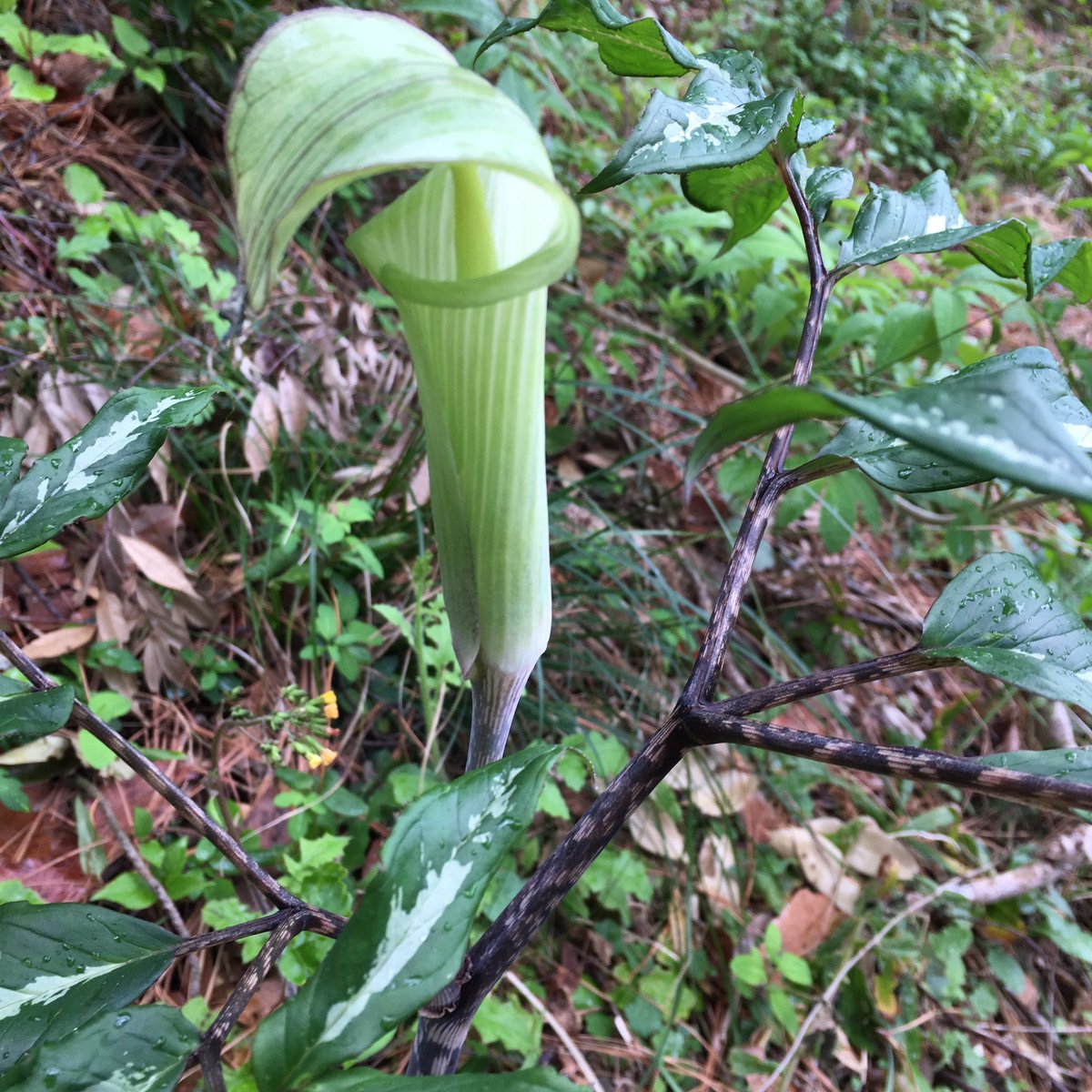 淡い緑色の袋状の花