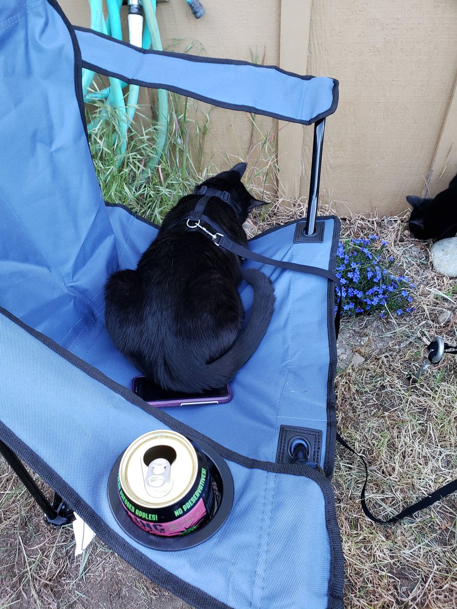TangentDabbles's tweet photo. Someone's chair was stolen by the cat. 🤣 finally got a grill for the yard since #cats want to go outside all the time now https://t.co/grb0TVpfBW