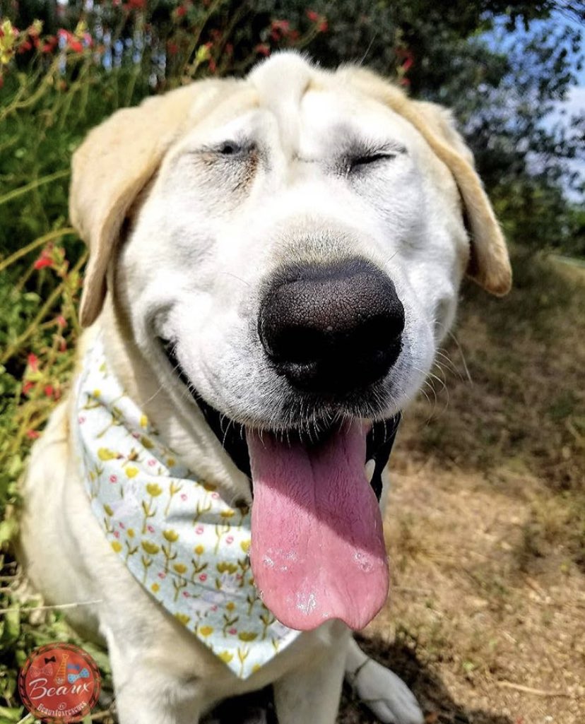 Custom Pet Gifts tweet media