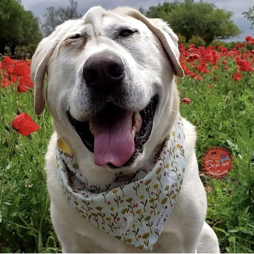 Custom Pet Gifts tweet media