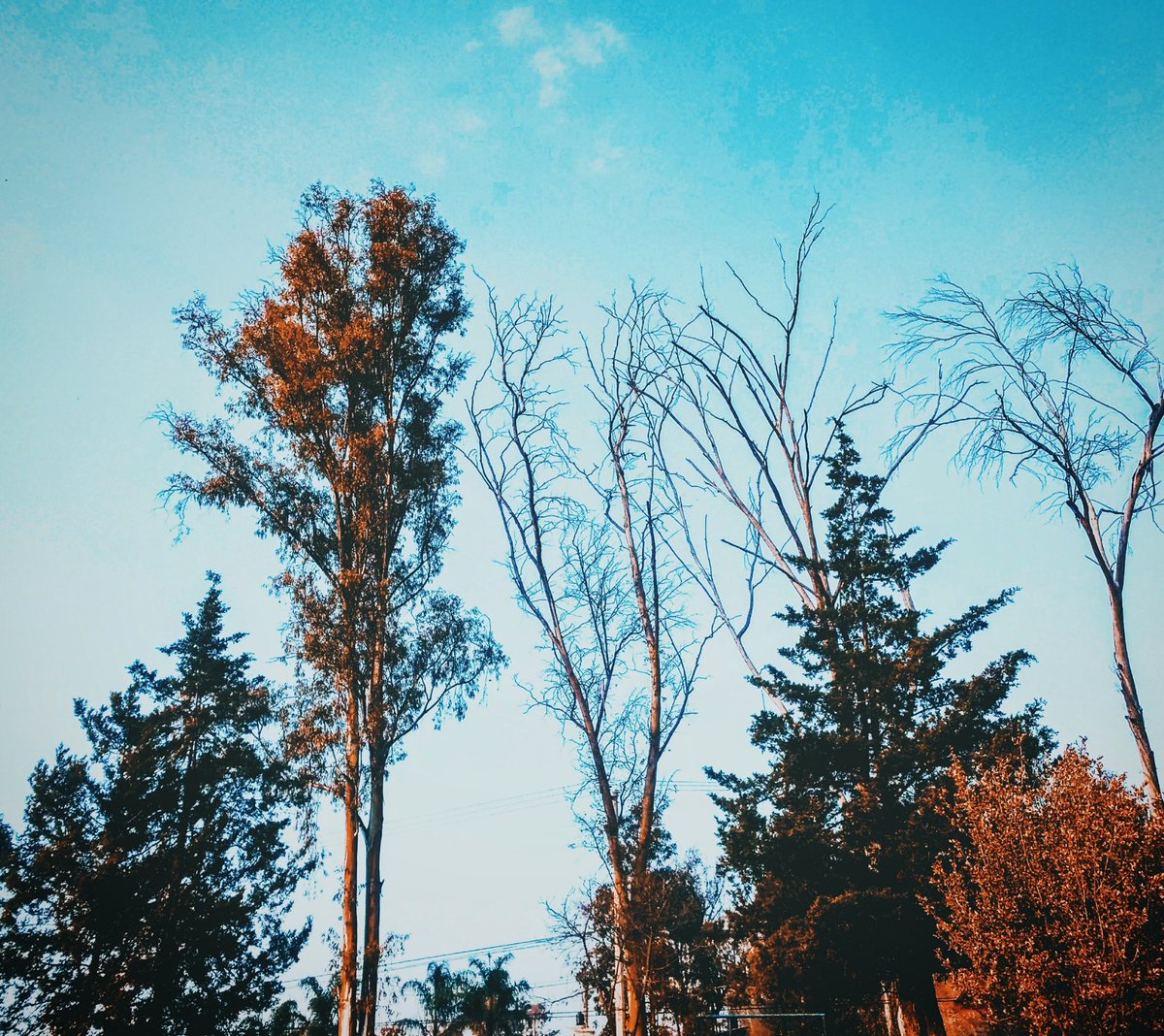 Borkphotography's tweet photo. Solo...
Haz, lo que sabes hacer ❤️📷

#cdmx #arbol #naturaleza #mex #atzpn #thebork

Más redes sociales 📱🔥
Facebook.The Bork Photography
Instagram.@bork_photography https://t.co/8xDfBsExaa