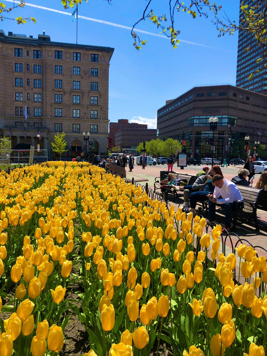 The photo of the day..

#Wednesday #MyPhotography #Bright #SunnyDay #Tulips #CopleySquare #Boston #Spring19