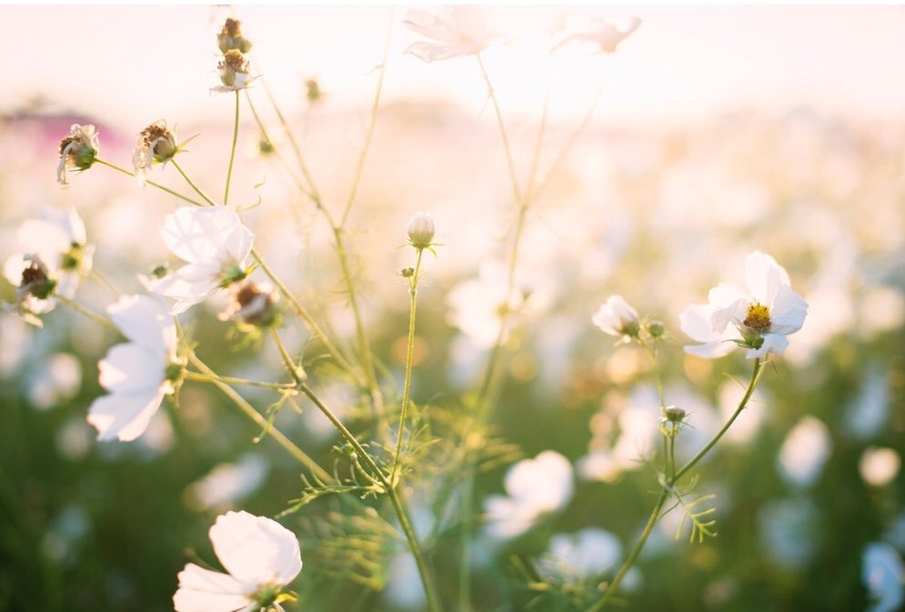 良いところばかりが
見えたら良いね☺️

悪いところも
そこに至る経緯を考えていたりすると…愛おしく思えてきたり…

そうすると
自分が穏やかでいられたりする💕
私の幸せ法✨