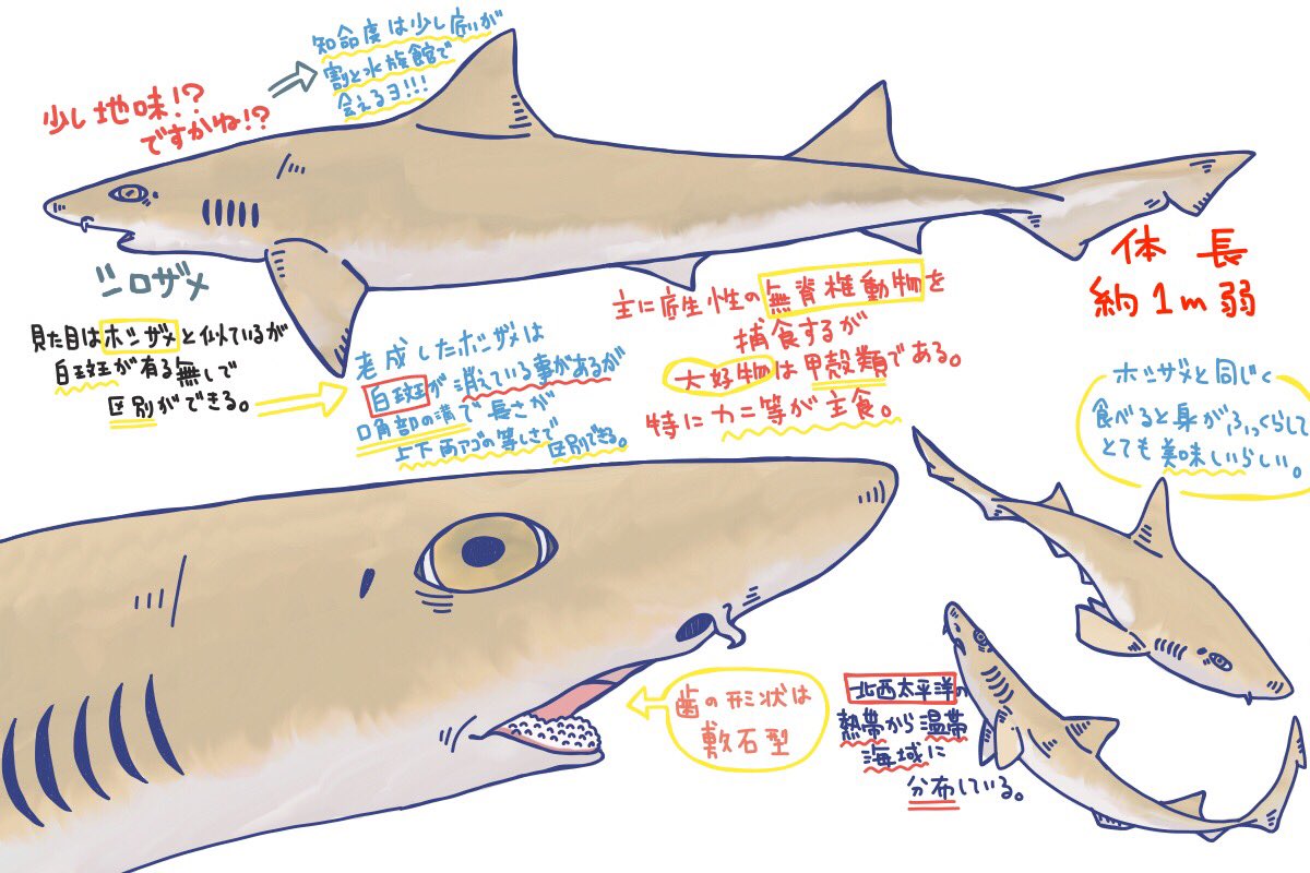 めかぶ على تويتر メジロザメ目ドチザメ科のサメ 細長く紡錘形 体表に斑文がない 眼に瞬膜がある ホシザメと良く似ているけど白斑が無いので見分けがつく たまにホシザメと間違えられて水揚げ出荷されるが シロザメも食用として加工される 地方ではノウソ