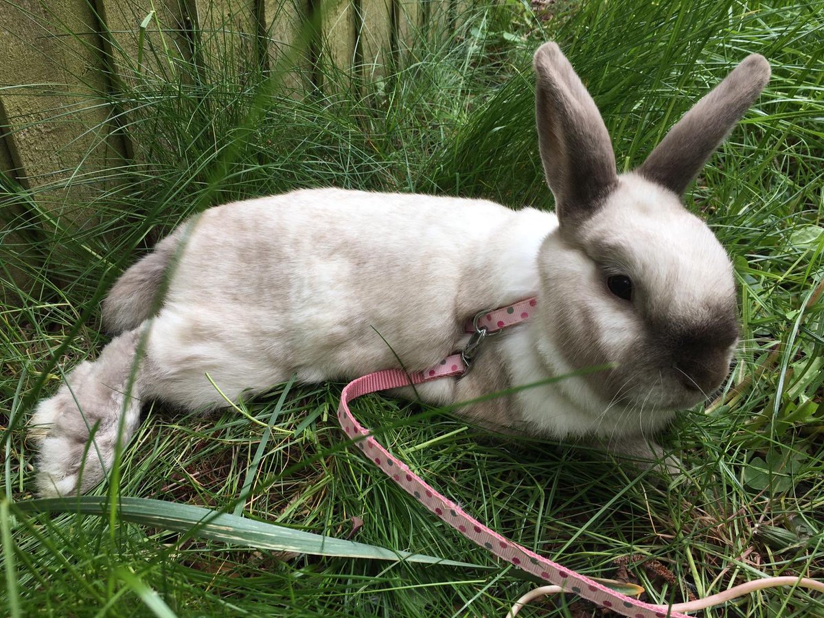 Bunnyside_up's tweet photo. My my, what B I G #thumpers I has, all da better to escape unnecessary hoomin hugs my dears! 😁🤗🐇🐾#BunniesOfTwitter #RabbitOfTwitter #BunnysOfTwitter #ThursdayThoughts https://t.co/7hilcx93x1