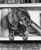 GideonKlein's tweet photo. #FoundInMyBookCase A wiener https://t.co/kYEtbUKiKK