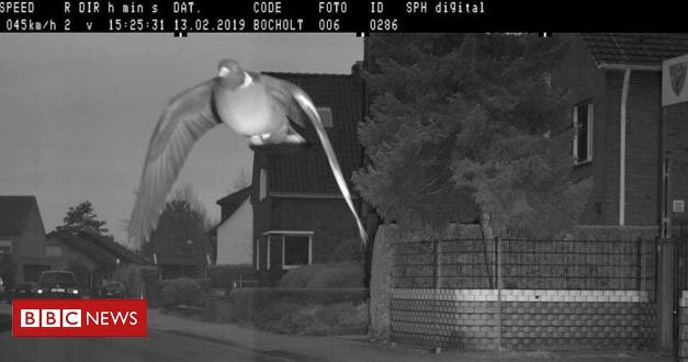 Pombo 'ultrapassa limite de velocidade' e é fotografado por radar na Alemanha bbc.in/2Vntuh0