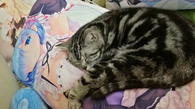 最近よく抱き枕の上に寝てくれましたね。ちょっと心配しましたが、その可愛さに負けまして、放っておきました🍀 